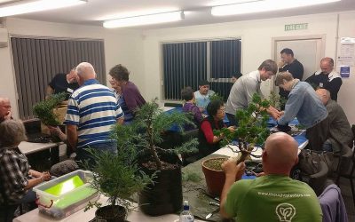 Eastern Bonsai Club